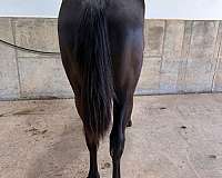 cee-booger-red-horse