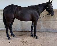 cee-gelding