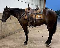 martha-six-moons-gelding