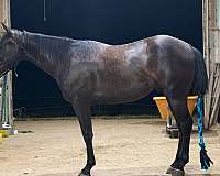 cee-booger-red-quarter-horse