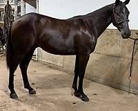 all-quarter-horse