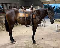 all-around-quarter-horse