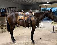 pro-rodeo-gelding