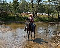 first-time-draft-horse