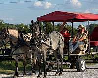 halter-broke-draft-horse