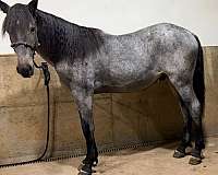 handle-draft-horse
