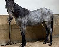 new-draft-horse