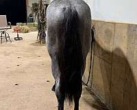 pistol-draft-horse