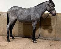 riding-driving-draft-horse