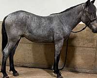 stall-draft-horse