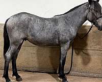 first-draft-horse