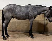 quarter-gelding-draft-horse
