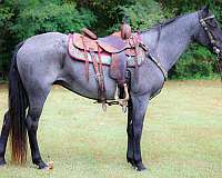 traine-kentucky-mountain-horse