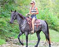 blue-roan-traine-horse