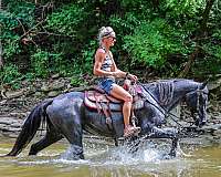 all-around-kentucky-mountain-horse