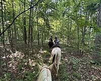 champagne-saddlebred