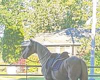 breeding-saddlebred-horse