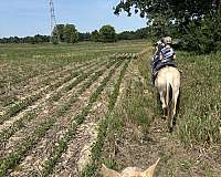 beginner-saddlebred-horse