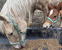 driving-saddlebred-horse