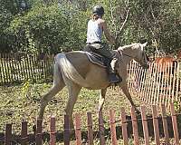 english-pleasure-saddlebred-horse