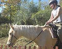 flashy-saddlebred-horse