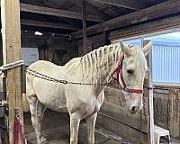 champagne-saddlebred-for-sale