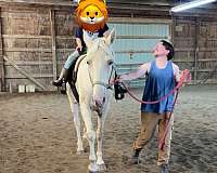 companion-saddlebred-horse