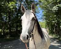 all-around-quarter-horse