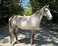 athletic-quarter-horse