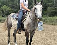 barrel-quarter-horse