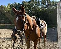 all-around-thoroughbred-horse