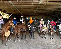 advanced-thoroughbred-horse