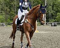 breeding-thoroughbred-horse
