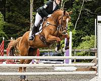 dressage-thoroughbred-horse