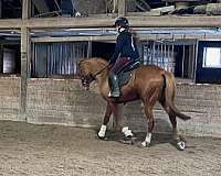 equitation-thoroughbred-horse
