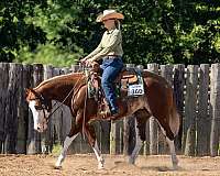 4-high-white-legs-horse