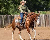 chestnut-overo-4-high-white-legs-horse
