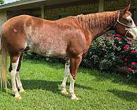 chestnut-overo-belly-white-horse