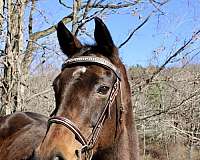 all-around-thoroughbred-horse