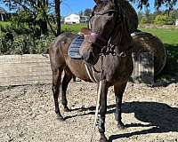 beginner-thoroughbred-horse