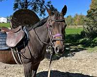 companion-thoroughbred-horse