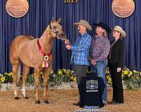 palomino-showmansh-horse