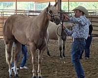 showmansh-mare