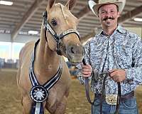 showmansh-horse