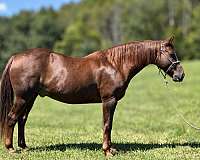 service-gelding