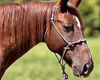 beautiful-face-gelding