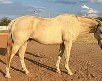 palomino-ridd-horse