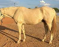 all-around-quarter-horse
