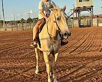 athletic-quarter-horse