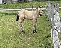 pony-gelding